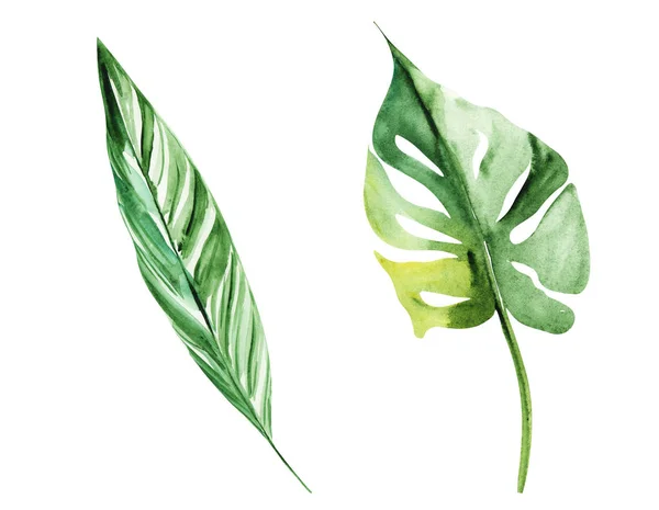 Illustration Aquarell Zeichnung Botanischer Blätter Exotischer Pflanzen Auf Einer Weißen — Stockfoto