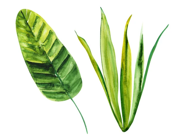 Ilustrace Akvarel Botanické Listy Exotických Rostlin Bílé Izolované Vrstvě — Stock fotografie