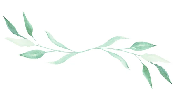 用叶子装饰的植物的水色枝条在白色孤立的背景上装饰的图例 — 图库照片
