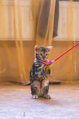 Turuncu renkli odada oyuncaklarla oynayan güzel yün rengi olan safkan bir Bengal kedisi..