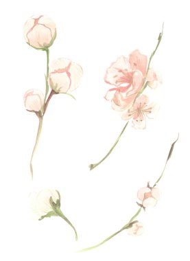 İzole beyaz bir arka plan üzerinde bir dal üzerinde yeşil yaprakları ile pembe şeftali meyve çiçekleri suluboya boyama İllüstrasyon