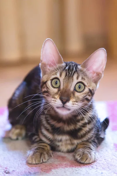 Photo Purebred Tabby Spotted Bengal Cat Lying Looking Forward Apartment — Stock Photo, Image