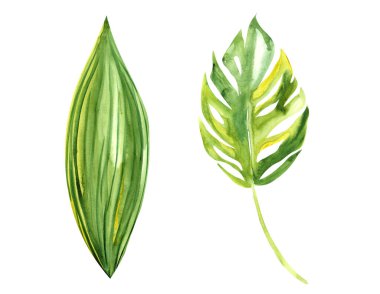 Beyaz izole bir tabaka üzerinde egzotik bitkilerin çizim illüstrasyon suluboya çizim botanik yaprakları