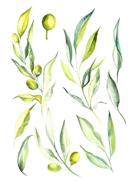 Illustration Watercolor Drawing Green Color Branches Olives Set Isolated Background — Stock Photo, Image