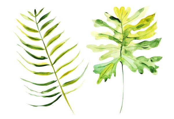 Illustration Aquarelle Dessin Feuilles Botaniques Plantes Exotiques Sur Une Couche — Photo