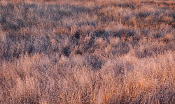 (朝夜の牧草地で草します。) — ストック写真