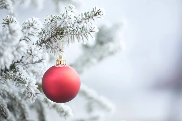 Sapin naturel et sapin recouverts de perles de givre (boule ) — Photo