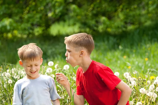 Two boys laugh and blow on a dandelion — Stock Photo, Image