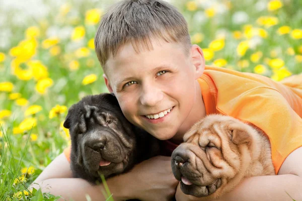 Lächelnder Junge liegt auf einer Lichtung aus Löwenzahn und umarmt zwei shar pei p — Stockfoto