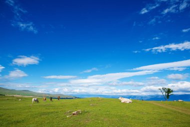 İnek Sürüsü yaz Da ekolojik temiz Alpine mera üzerinde