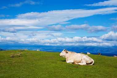 Alp ekolojik temiz Pasturein yaz gününde büyük beyaz boğa