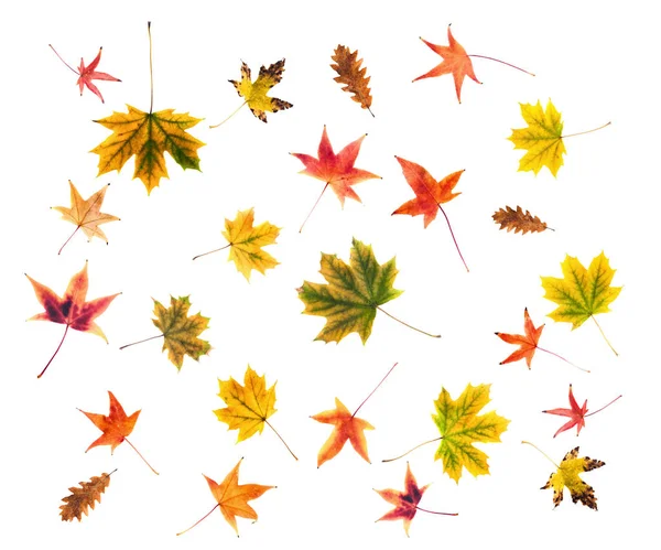 Na podzim pozadí z javorového a dubového listí — Stock fotografie