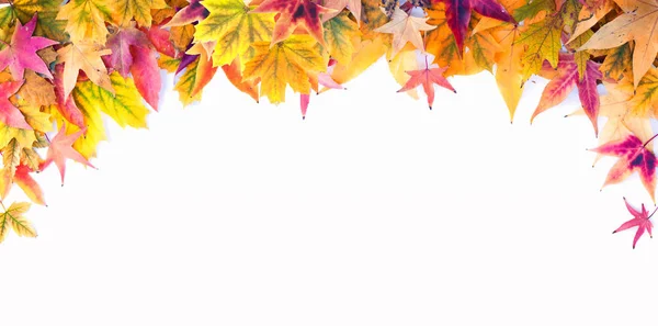 Na podzim Frame javor ponechává na bílém pozadí — Stock fotografie