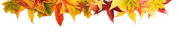 Na podzim pozadí listů, plodů, květin a dýně — Stock fotografie