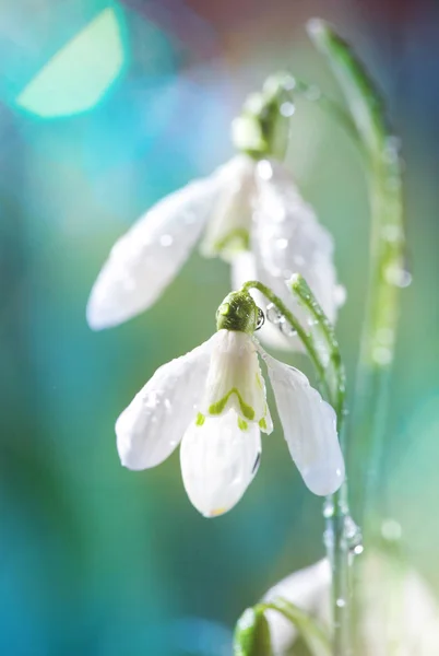 水で最初春スノー ドロップの花が Gadern に低下します。 — ストック写真
