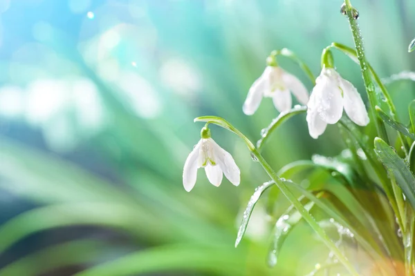 První jarní sněženky květiny s vodou kapky v Gadern — Stock fotografie