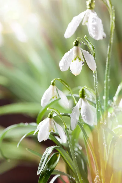 First Spring Snowdrops Flowers with Water Drops in Gadern — Stock Photo, Image