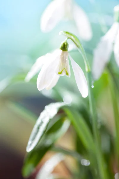 Primi bucaneve primaverili Fiori con gocce d'acqua a Gadern Fotografia Stock