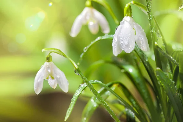 Primeras nevadas de primavera Flores con gotas de agua en Gadern Fotos De Stock Sin Royalties Gratis