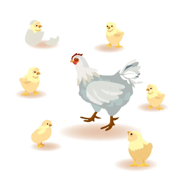 Pajarito de pollo. Iconos de ilustración vectorial de dibujos animados aislados. Lindos pollos — Vector de stock