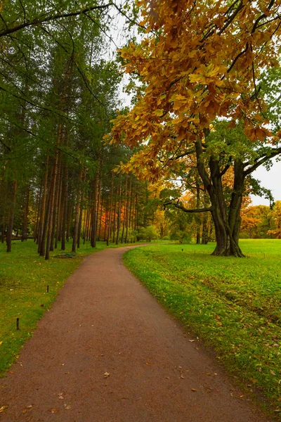Otoño en el bosque. Camina por el parque. San Petersburgo . —  Fotos de Stock
