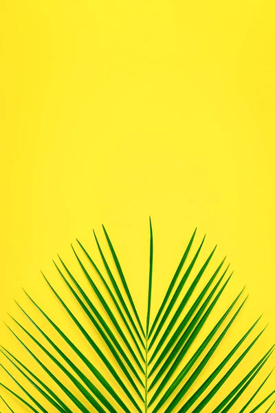 Tropical leaf on pastel background,  minimalist concept, flat lay.