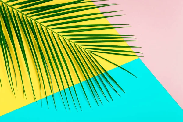 Tropical leaf on pastel background,  minimalist concept, flat lay.