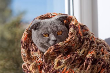 bir pencerede bir eşarp ve görünüyor mesafe içine oturan kedi