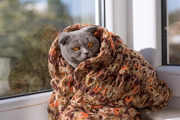 Gato sentado em uma janela em um lenço e olha para a distância — Fotografia de Stock