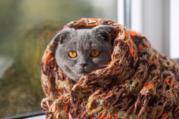 bir pencerede bir eşarp ve görünüyor mesafe içine oturan kedi