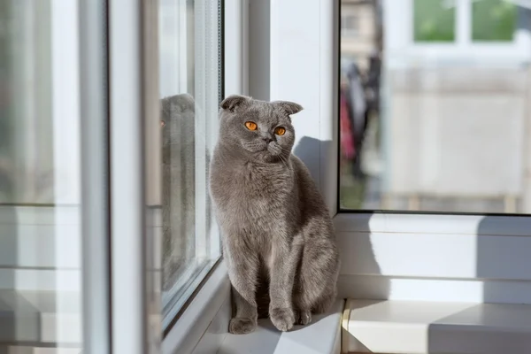 고양이 스카프에 거리에 보이는 창에 앉아 — 스톡 사진