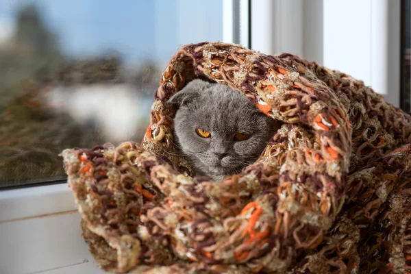 Gato sentado em uma janela em um lenço e olha para a distância — Fotografia de Stock