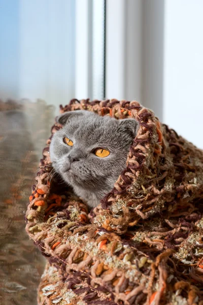 cat sitting on a window in a scarf and looks into the distance