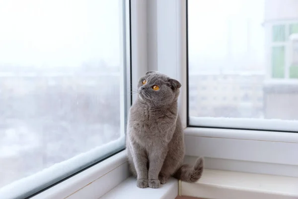 Gato da raça britânica escocesa envolto em um lenço quente olhando ou — Fotografia de Stock