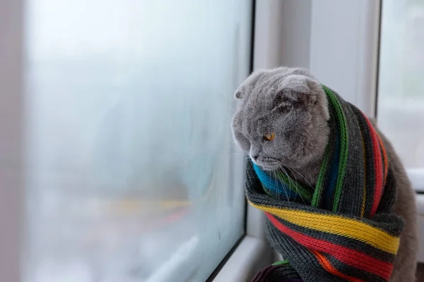 스코틀랜드 영국 품종의 고양이 ou를 찾고 따뜻한 스카프에 싸여 — 스톡 사진