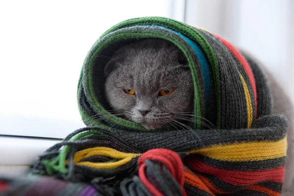 Gato da raça britânica escocesa envolto em um lenço quente olhando ou — Fotografia de Stock