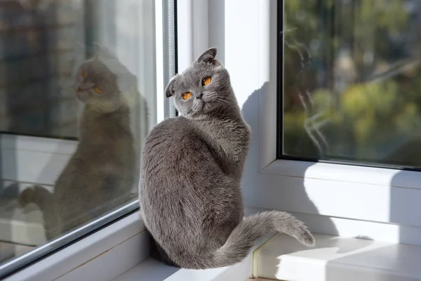 Gato sentado em uma janela em um lenço e olha para a distância — Fotografia de Stock