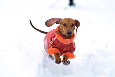 Köpek bir soğuk kışın oynamaya Dachshund ishal kar
