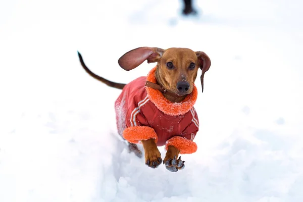 Dog Dachshund corre jogando na neve no inverno em um frio — Fotografia de Stock