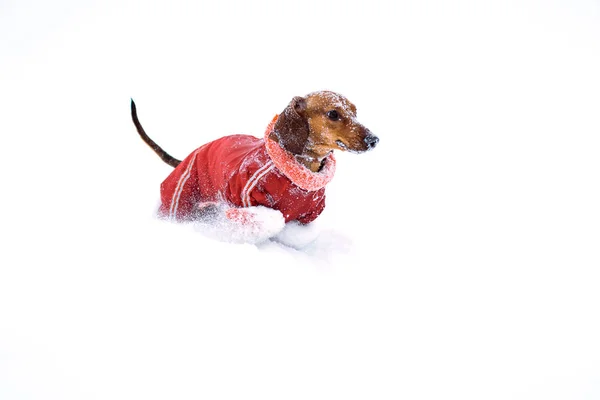 Pies biegnie jamnik, grając na śniegu w zimie na zimno — Zdjęcie stockowe