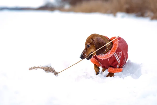 Cane bassotto corre giocando sulla neve in inverno su un freddo — Foto Stock