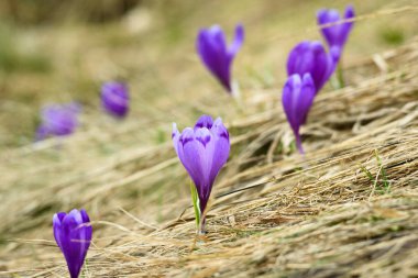 dağ çiçekleri çiğdemler bahar doğada çiçek açmış.