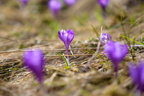 mountain flowers crocuses bloomed in spring nature