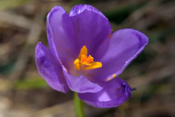 봄 자연에 산 꽃 크 로커 스 피어 — 스톡 사진