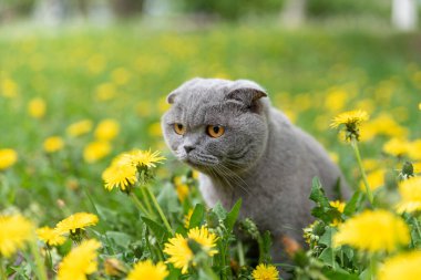 Safkan gri kedi sokaklarda yürüyor bahar çiçeklerini kokluyor karahindibaları