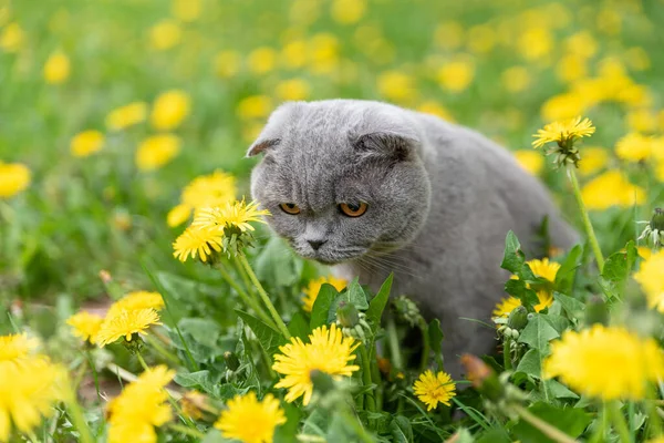 고양이가 거리를 모습은 냄새를 있습니다 민들레 — 스톡 사진