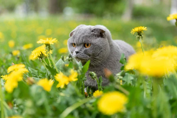 Čistokrevná Šedá Kočka Chodí Ulici Čichá Jarní Květiny Pampelišky — Stock fotografie