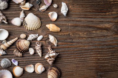 Ahşap arka planda deniz kabukları