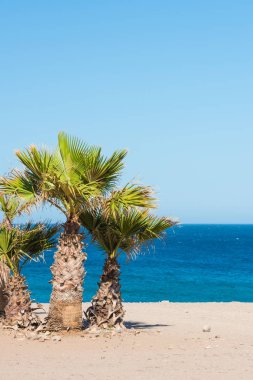 Sahilde palmiye ağaçları