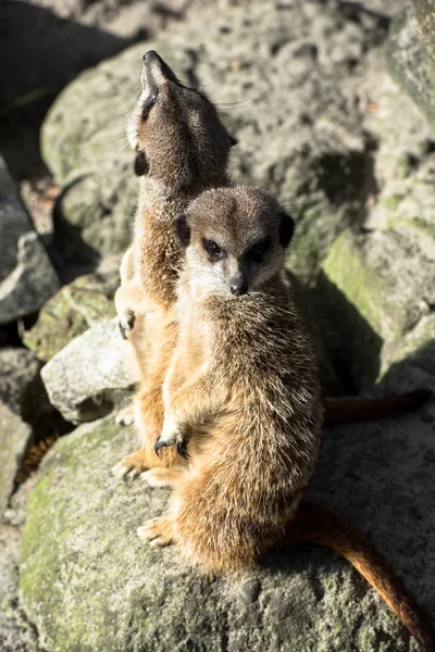 Beautiful wild meerkat — Stock Photo, Image